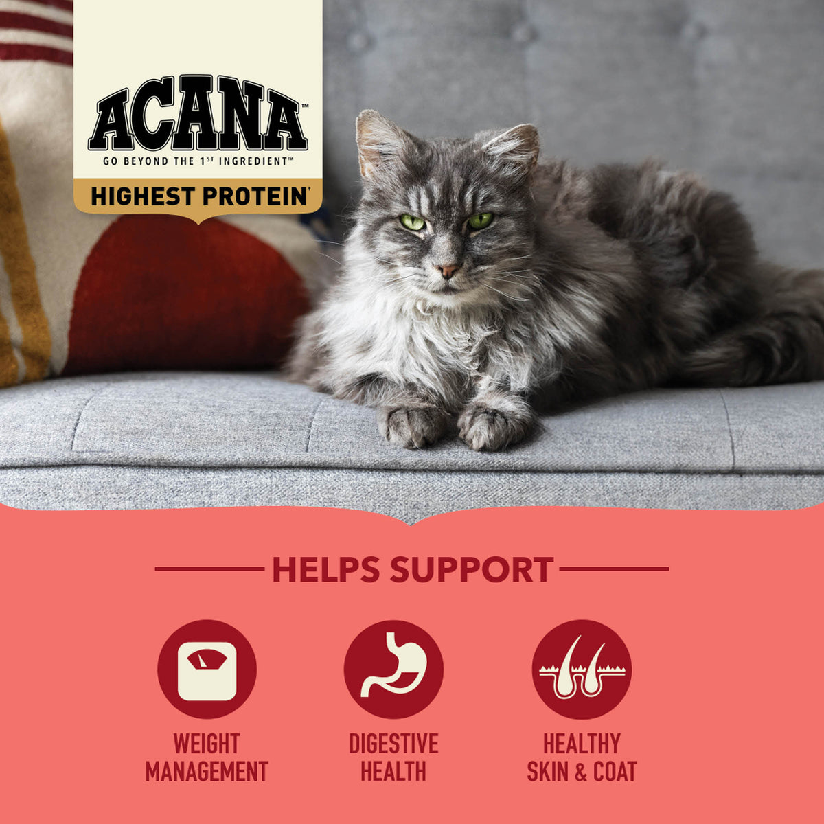 Highest Protein, Indoor Cat Recipe