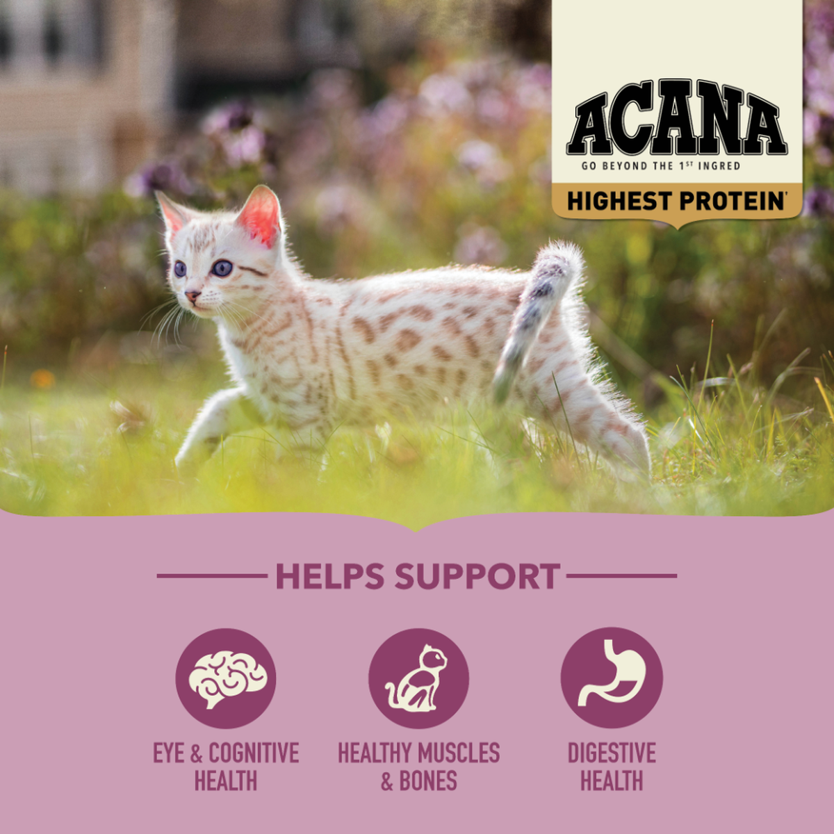 Acana Highest Protein, Kitten Recipe