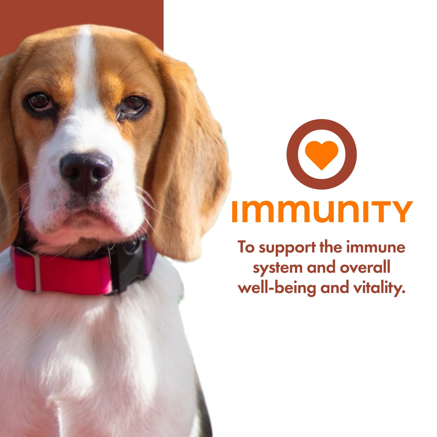 Immunity Supplement Pâté